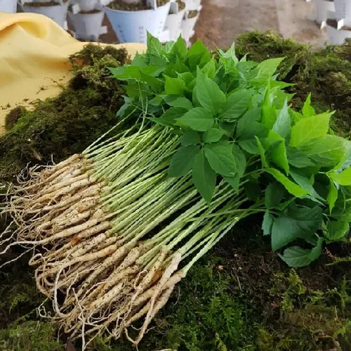 산골짜기농장 새싹삼 새싹인삼 미니 100뿌리, (못난이)100뿌리, 1개