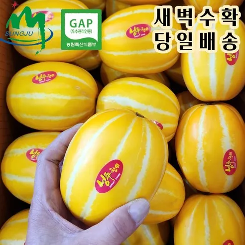 성주 참외 산지직송/당일수확 비파괴 당도선별 (가정용 랜덤과 소과 중과 대과) (정품 중과) 2kg 3kg 5kg 10kg, 3. 중과 2kg, 1개