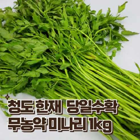 당일수확 무농약 한재 미나리 1KG