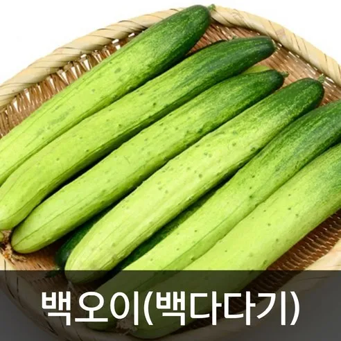 약수농장 백오이(백다다기) 10kg(상) 못난이, 10kg, 1박스