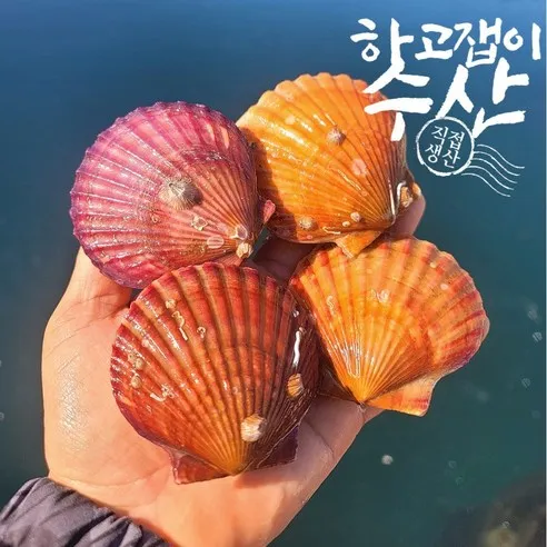 하고잽이수산 통영 세척 제철 홍 비단 가리비, 3kg, 1개